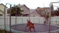 Amazing Dog's Skills