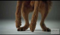 Pedigree Dogs ad shot 1000 FPS using the Phantom camera