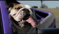 Cadbury Schwepps -  Dogs in Cars