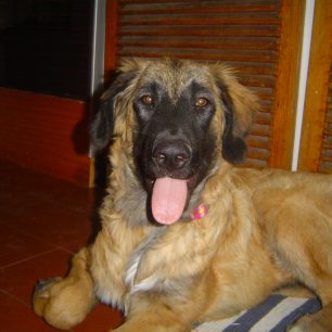Neska 6 meses