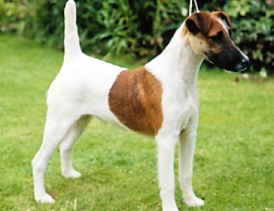Fonte/Autor: Petplanet.co.uk,