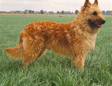 Fonte/Autor: Dogbreedinfo.com,