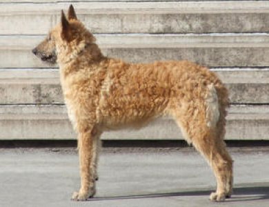 Fonte/Autor: Champdogs.co.uk,