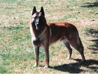 Author: Intrepidmalinois \"MALINUTS\",