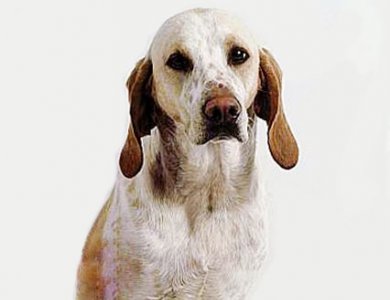 Fonte/Autor: Shopdogs.com.br,