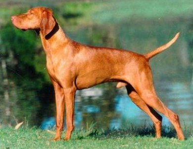 Fonte/Autor: Dogscatsbreed.blogspot.pt,