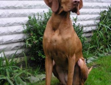 Fonte/Autor: Dogscatsbreed.blogspot.pt,