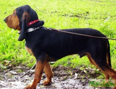 Fonte/Autor: Mypets.by,