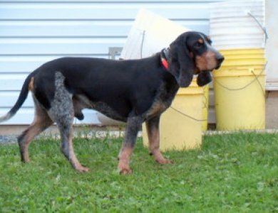 Fonte/Autor: Oldchapdogs.com,