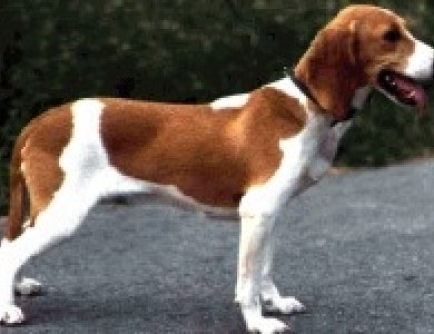 Fonte/Autor: Puppyfinder.com,