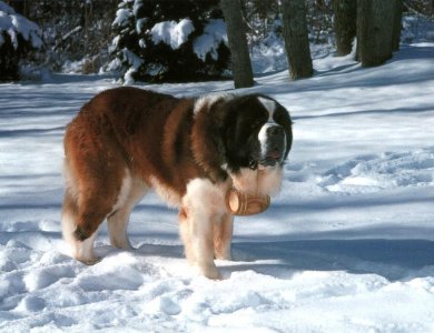 Fonte/Autor: Allaboutdogs1.com,
