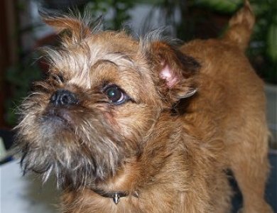 Fonte/Autor: Dogbreedinfo.com,