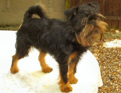 Fonte/Autor: Chiens-des-champs.com,