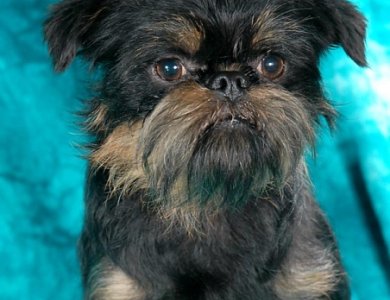 Fonte/Autor: Brit-petfood.com,