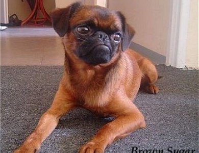 Fonte/Autor: Dogbreedinfo.com,
