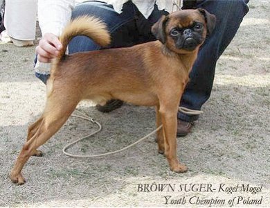 Fonte/Autor: Dogbreedinfo.com,