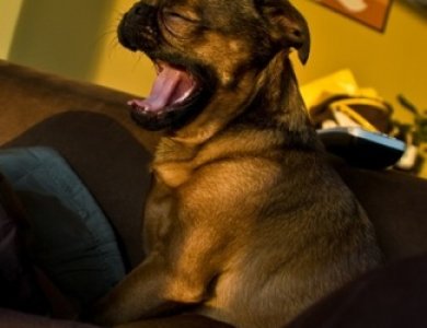 Fonte/Autor: Dogbreedinfo.com,