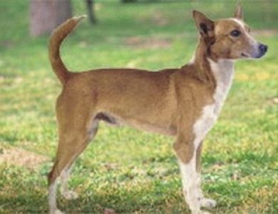 Fonte/Autor: Greatdogsite.com,