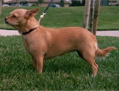 Fonte/Autor: Dogbreedinfo.com,