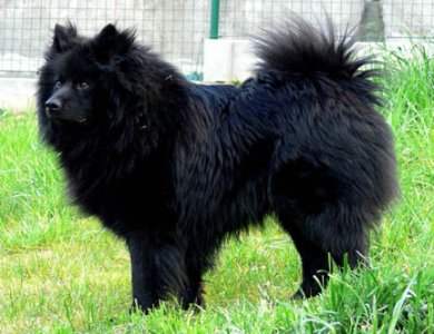 Fonte/Autor: Dogdomain.com,