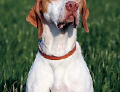 Fonte/Autor: Craig Koshyks Pointing Dogs,