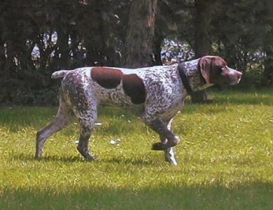 Fonte/Autor: Goldenretrievers.nl,