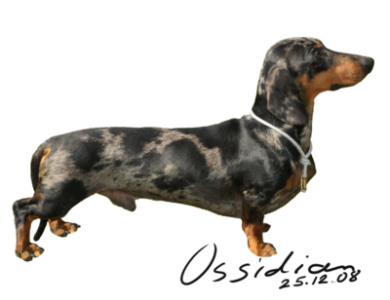 Fonte/Autor: Rabbit-dachshund.com,