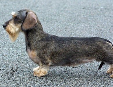 Fonte/Autor: Clickpets.co.uk,