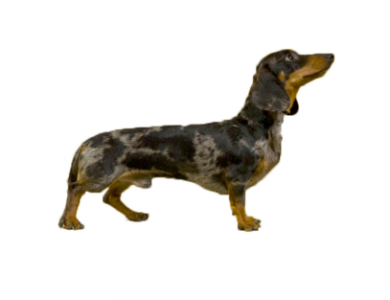 Fonte/Autor: Rabbit-dachshund.com,