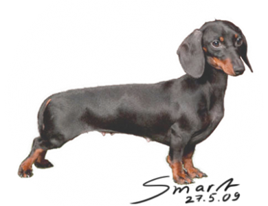Fonte/Autor: Rabbit-dachshund.com,