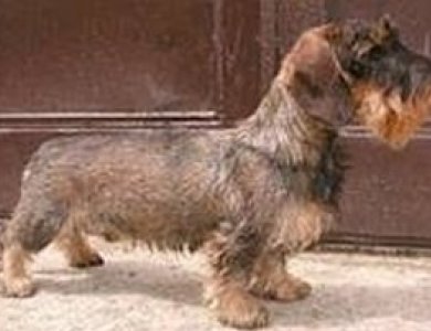 Fonte/Autor: Kennels.co.uk,