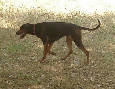 Fonte/Autor: Android90,
