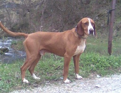 Fonte/Autor: Goldenretrievers.nl,