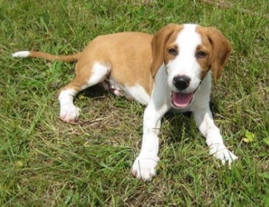 Fonte/Autor: Dogbreedinfo.com,
