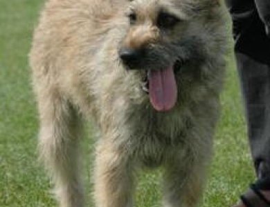 Fonte/Autor: Dogs-info.net,