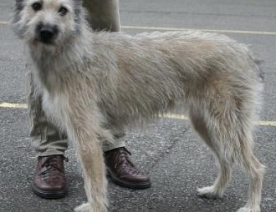 Fonte/Autor: Chien.ouest-atlantis.com,