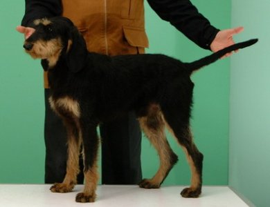 Fonte/Autor: Dogscatsbreed.blogspot.pt,