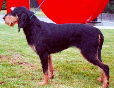 Fonte/Autor: Dogscatsbreed.blogspot.pt,