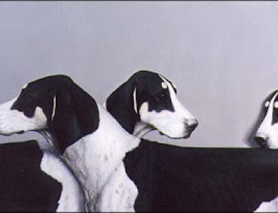 Fonte/Autor: Puppypunny.blogspot.pt,
