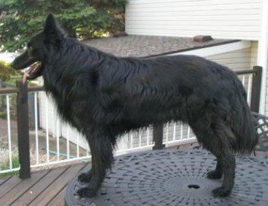 Fonte/Autor: Longhaireddutchshepherd.com,