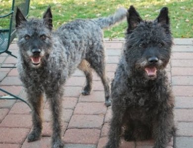 Fonte/Autor: Ruff-daykennels.blogspot.pt,
