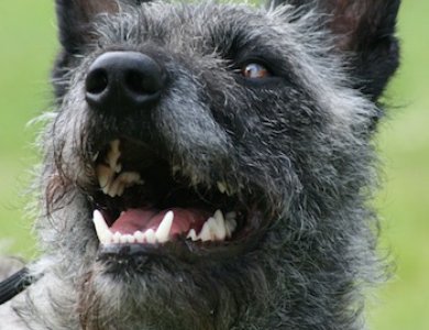 Fonte/Autor: Thaworlddogs.com,