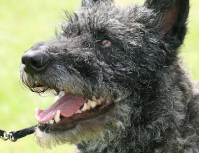 Fonte/Autor: Thaworlddogs.com,