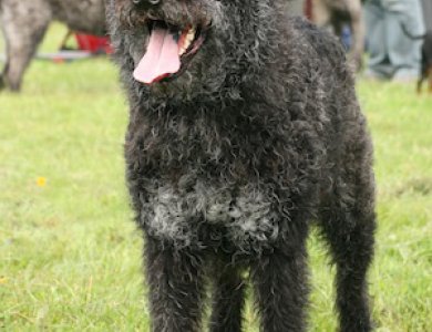 Fonte/Autor: Thaworlddogs.com,