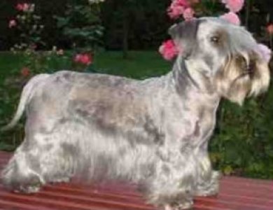 Fonte/Autor: Kennels.co.uk,