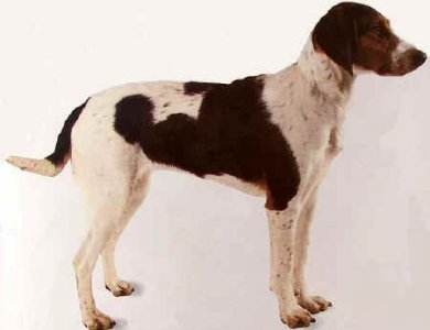 Fonte/Autor: Sabine (dogwiki) ,