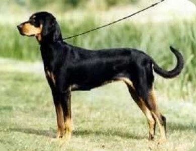 Fonte/Autor: Dogscatsbreed.blogspot.pt,