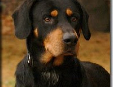 Fonte/Autor: Dogscatsbreed.blogspot.pt,
