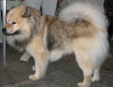 Fonte/Autor: PartnerHund,