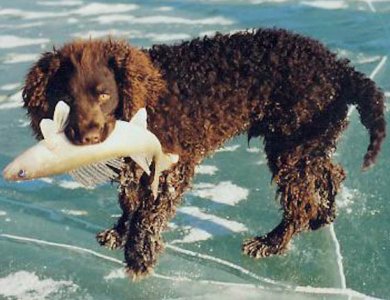 Fonte/Autor: Nomas American Water Spaniels , Licença: CC BY 2.0